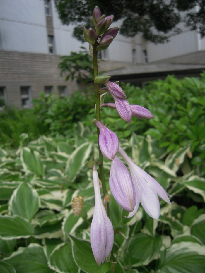 太陽の郷 動 植物だより ギボウシ 擬宝珠 徒然なるままに 住宅型有料老人ホーム 茅ヶ崎 太陽の郷