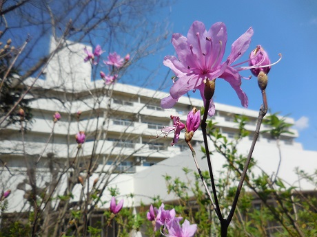 太陽の郷 動 植物だより ミツバツツジ 徒然なるままに 住宅型有料老人ホーム 茅ヶ崎 太陽の郷