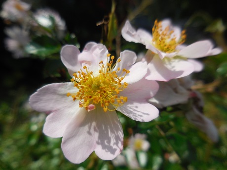 太陽の郷 動 植物だより ノイバラ 野茨 野薔薇 徒然なるままに 住宅型有料老人ホーム 茅ヶ崎 太陽の郷