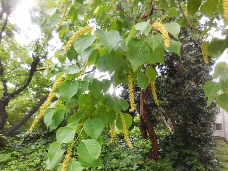 太陽の郷 動 植物だより ナンキンハゼ 徒然なるままに 住宅型有料老人ホーム 茅ヶ崎 太陽の郷