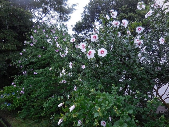 太陽の郷 動 植物だより ムクゲ 徒然なるままに 住宅型有料老人ホーム 茅ヶ崎 太陽の郷