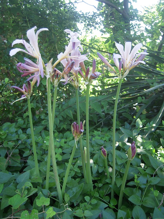 太陽の郷 動 植物だより ナツズイセン 夏水仙 徒然なるままに 住宅型有料老人ホーム 茅ヶ崎 太陽の郷