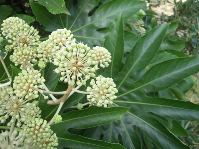 太陽の郷 動 植物だより ヤツデ 徒然なるままに 住宅型有料老人ホーム 茅ヶ崎 太陽の郷